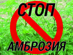 Туапсинская молодежь проводит акцию «Стоп, амброзия!»