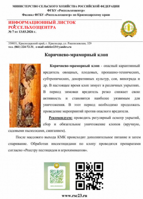 Коричнево-мраморный клоп