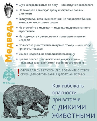 МЧС России даёт чёткие рекомендации, как вести себя при встрече с медведем в лесу МЧС России даёт чёткие рекомендации, как вести себя при встрече с медведем в лесу
