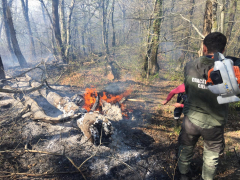 В Туапсинском районе из-за лесных пожаров введен режим ЧС
