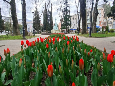 В Туапсе начался сезон тюльпанов