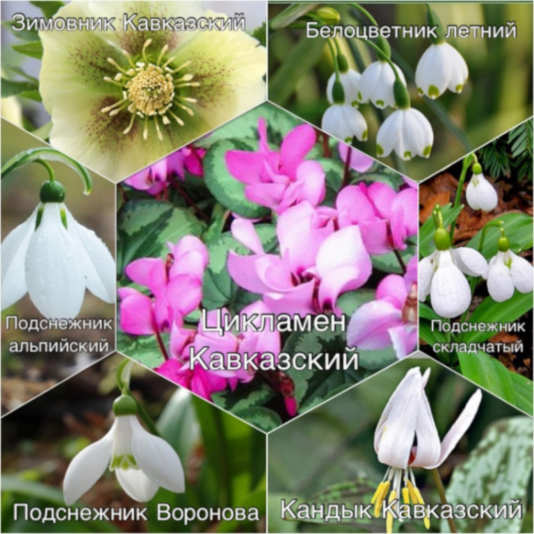 Акция «Первоцветы»